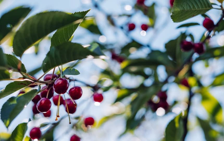cherry trees
