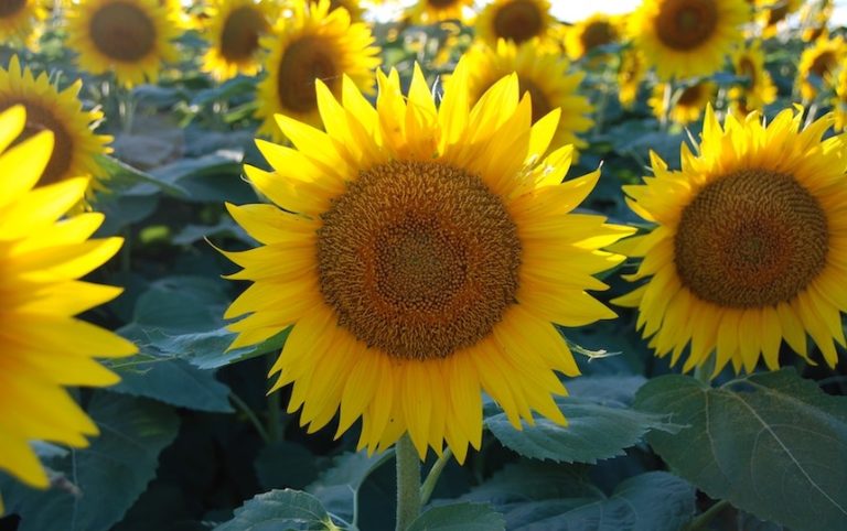 January gardening guide