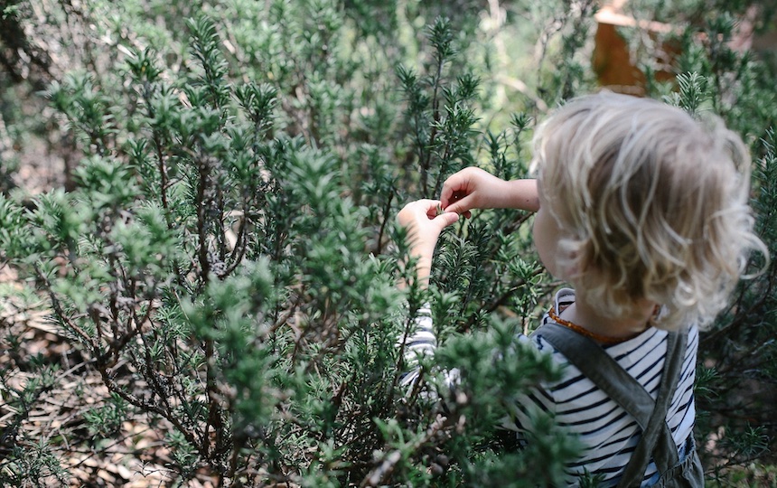 foraging for herbs