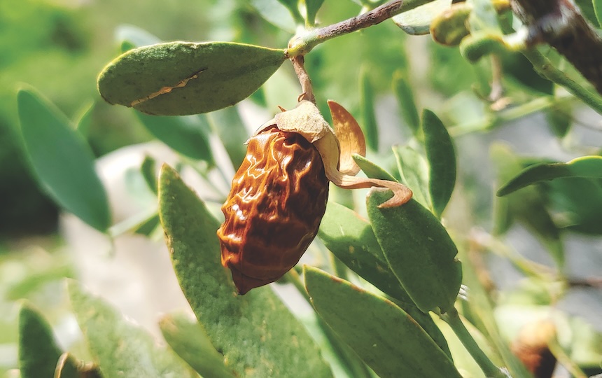 Jojoba Skin Care Recipes