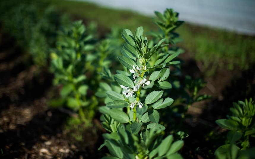 July garden guides broad beans