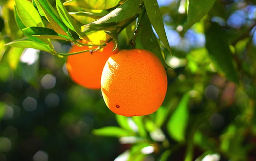 July garden guides citrus