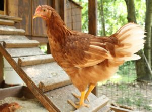 Keeping chickens
