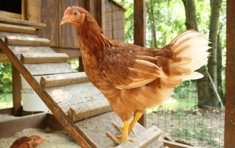 Keeping chickens