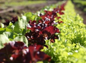 lettuce seed saving