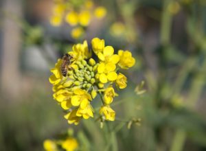save the bees