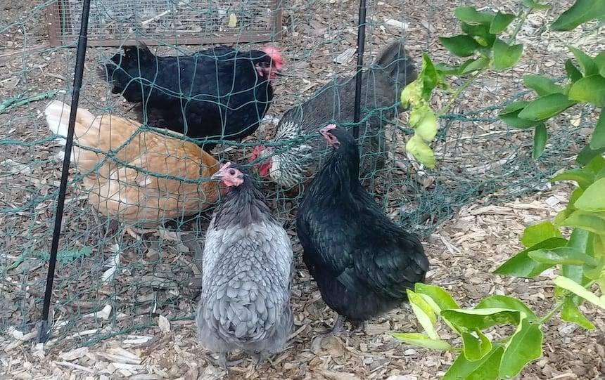 chickens