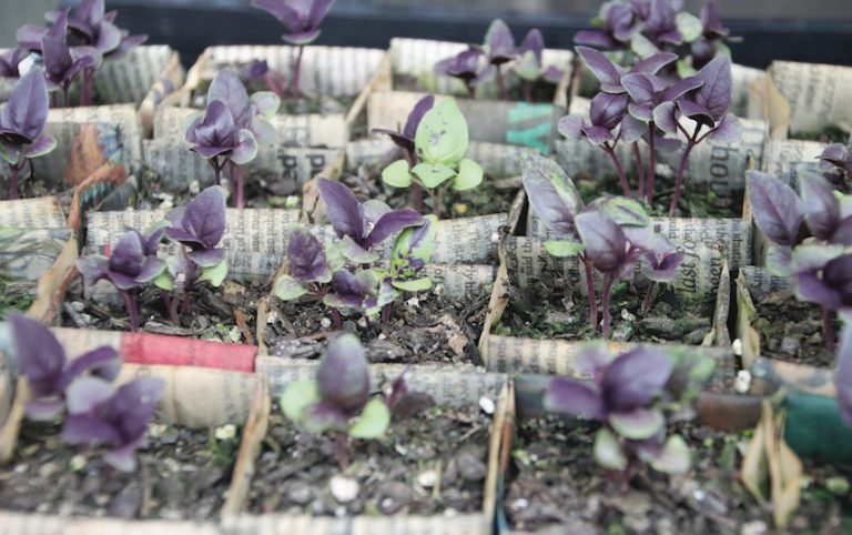 Making Newspaper Seedling Pots