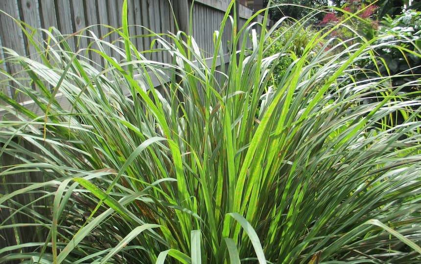 lemon grass