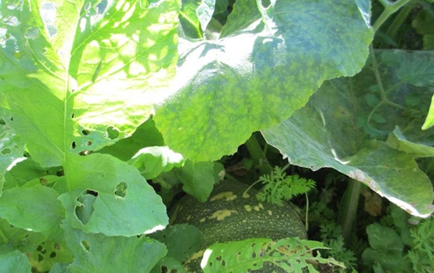 march garden guide Tropical-Climate
