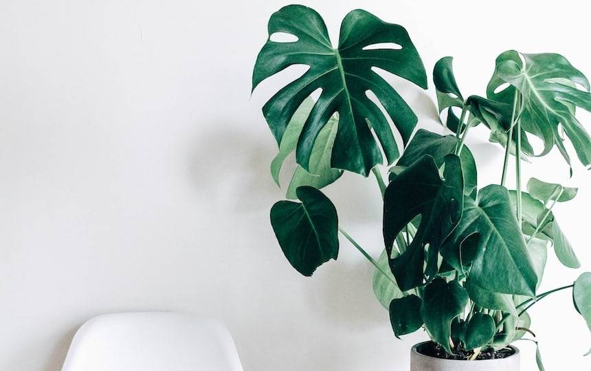 Monstera (Monstera deliciosa)