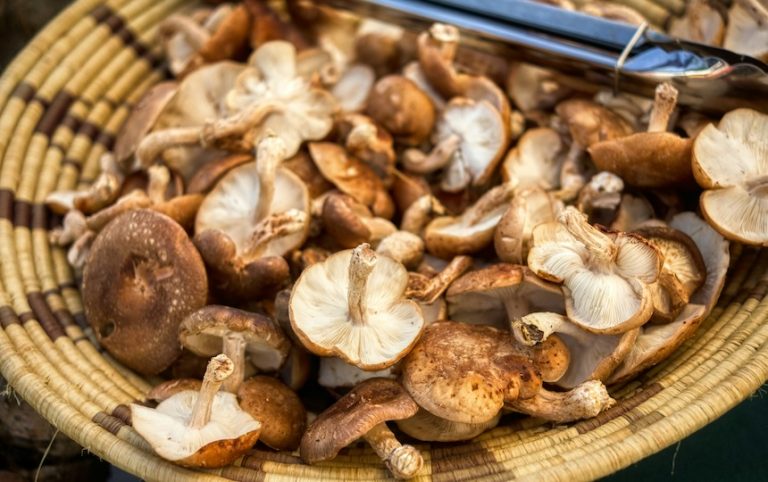 Mushroom pate recipe