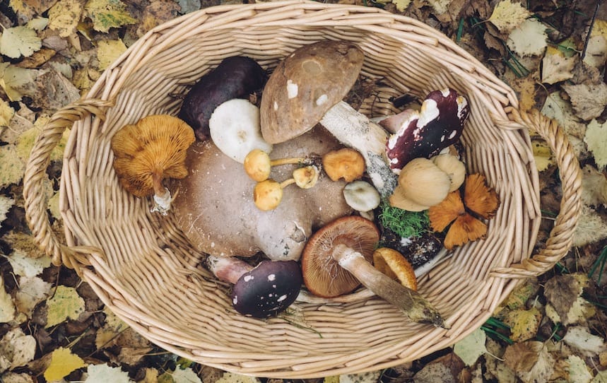 Mushroom pate recipe