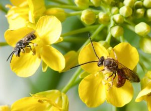 Native Bees in the Permaculture Garden
