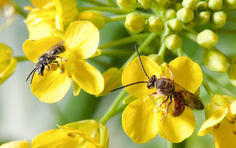 Native Bees in the Permaculture Garden