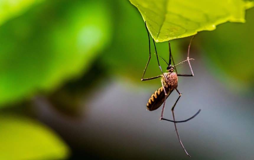 Natural insect Repellent recipe