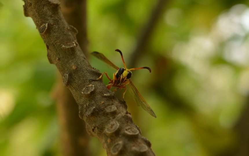 Natural Pest Repellent