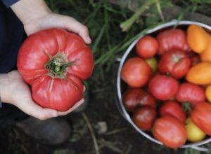 November garden guide