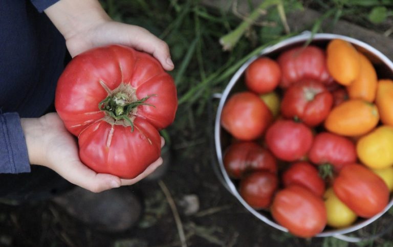 November garden guide