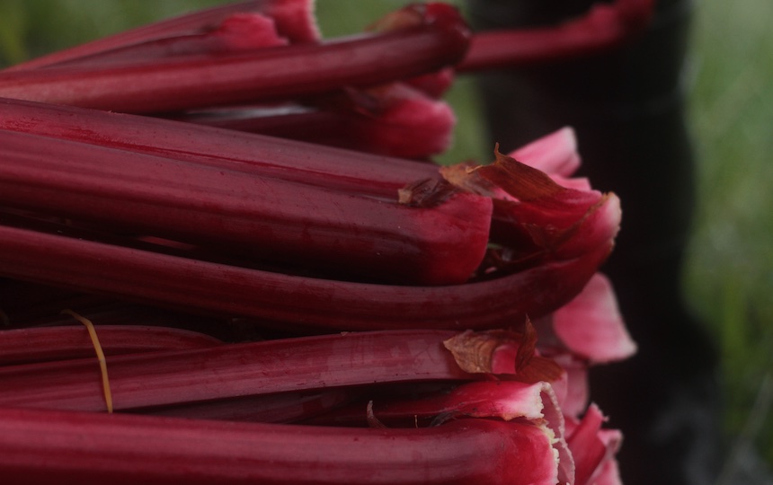 Old-Fashioned Rhubarb Loaf Recipe