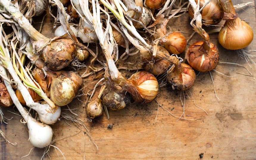 how to grow onions
