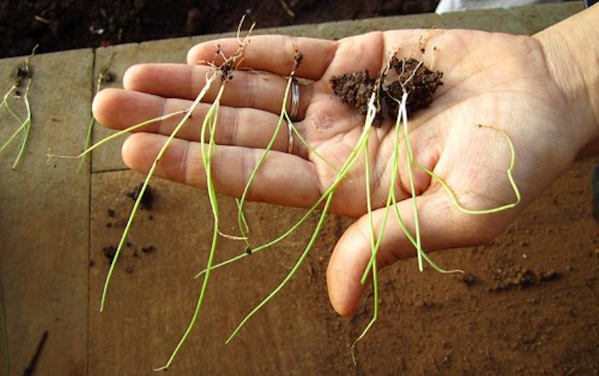 growing onions