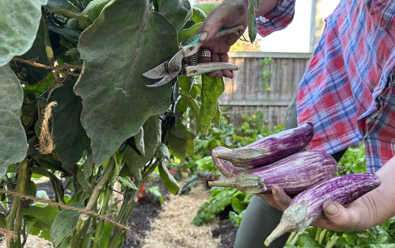 Overwintering Plants