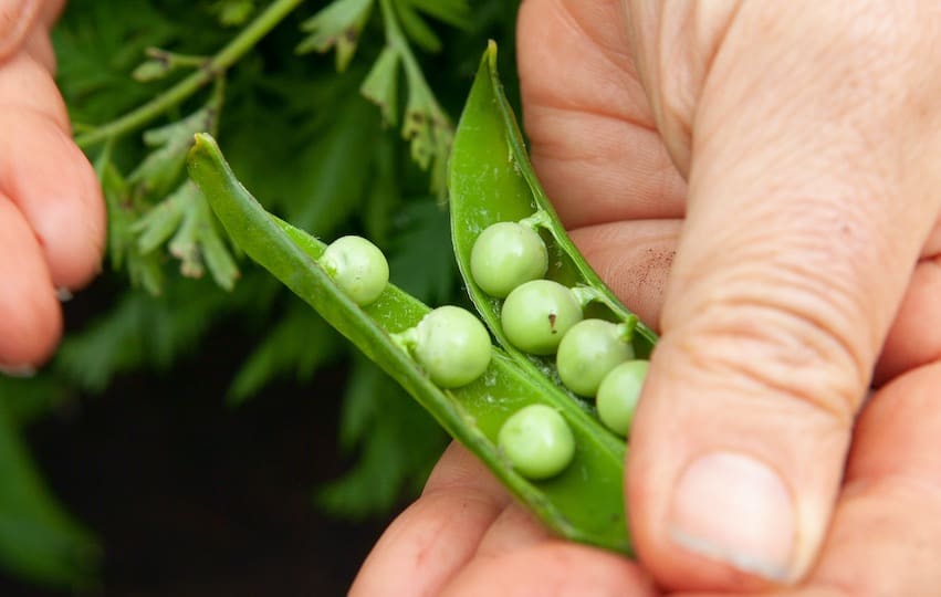 peas