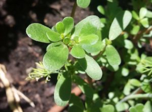 Pickled Purslane Recipe