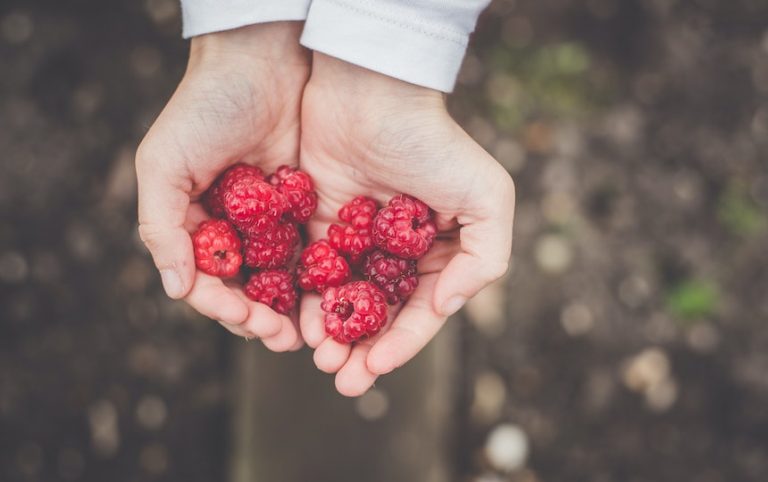 Planting berries