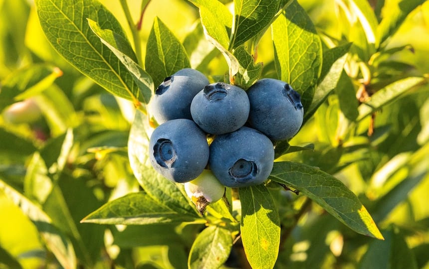 Planting-Berries-Summer-Harvest-Blueberries