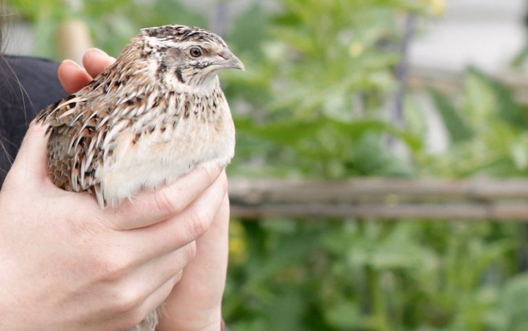 Raising backyard quails