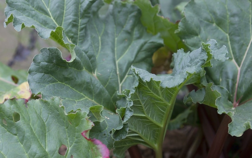 rhubarb