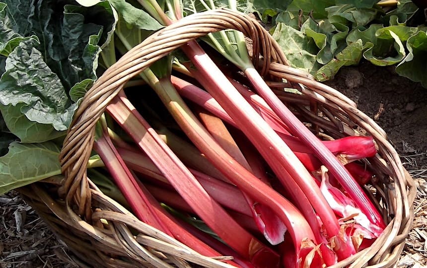 Quick-Pickled Rhubarb & Labneh Toasts Recipe