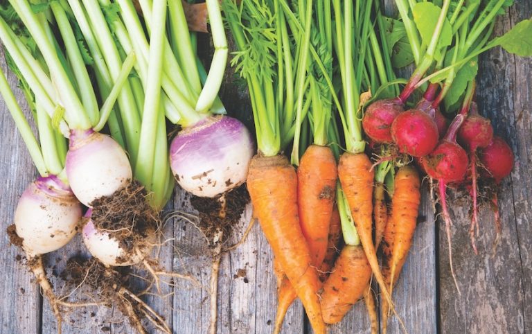 Root vegetables like carrots, beetroots, parsnips and radishes are staples in our kitchens and vegetable gardens. Let’s dig down into how to grow your own bunch of crunchy carrots or bountiful beets.