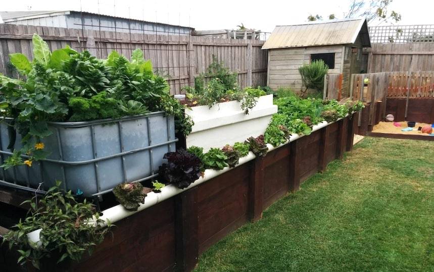 Setting up an aquaponics system