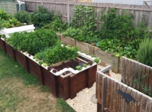 Setting up an aquaponics system