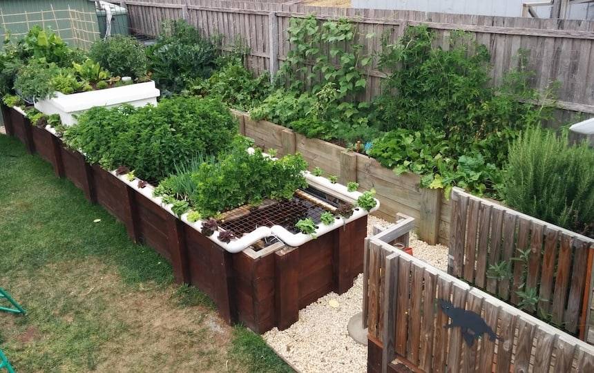 Setting up an aquaponics system