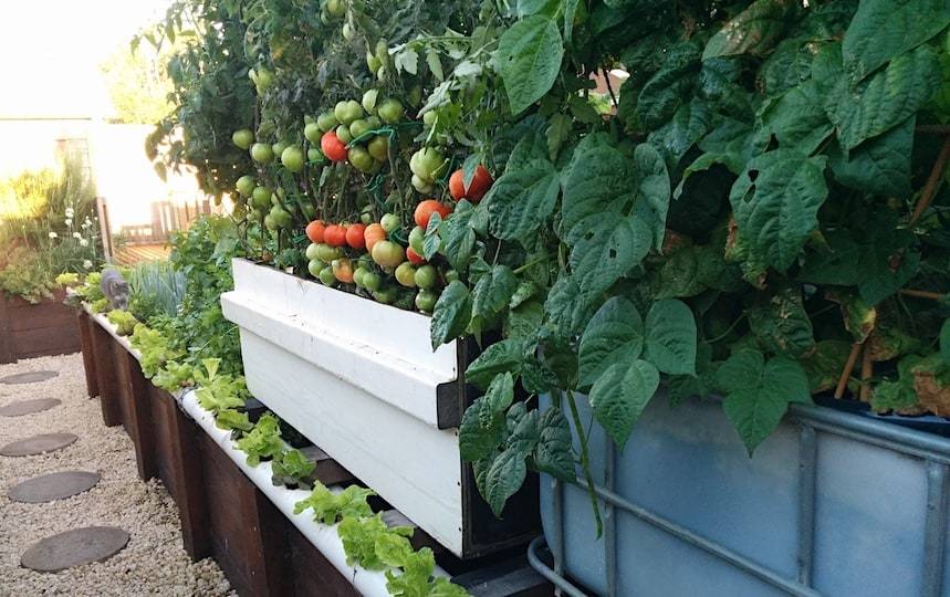 growing vegetables at home