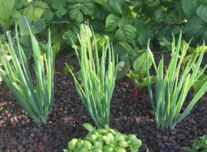 Setting up an aquaponics system