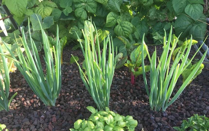 Setting up an aquaponics system