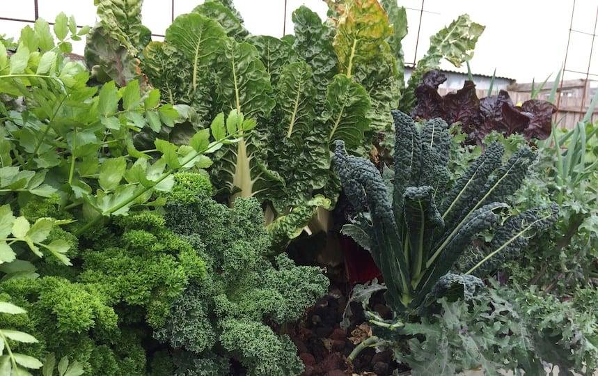 Setting up an aquaponics system