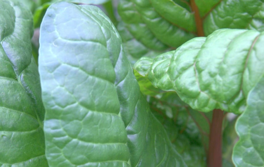 silverbeets