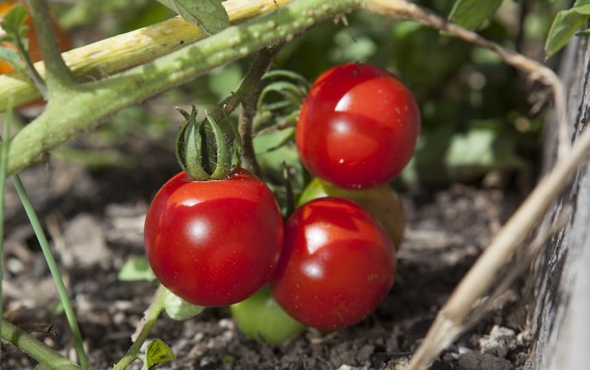 Spice-It-Up Summer Tomato Salsa