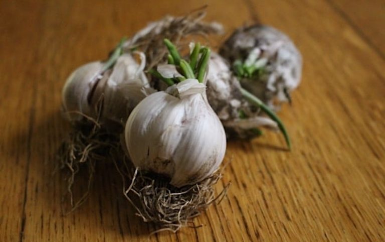 Sprouting garlic