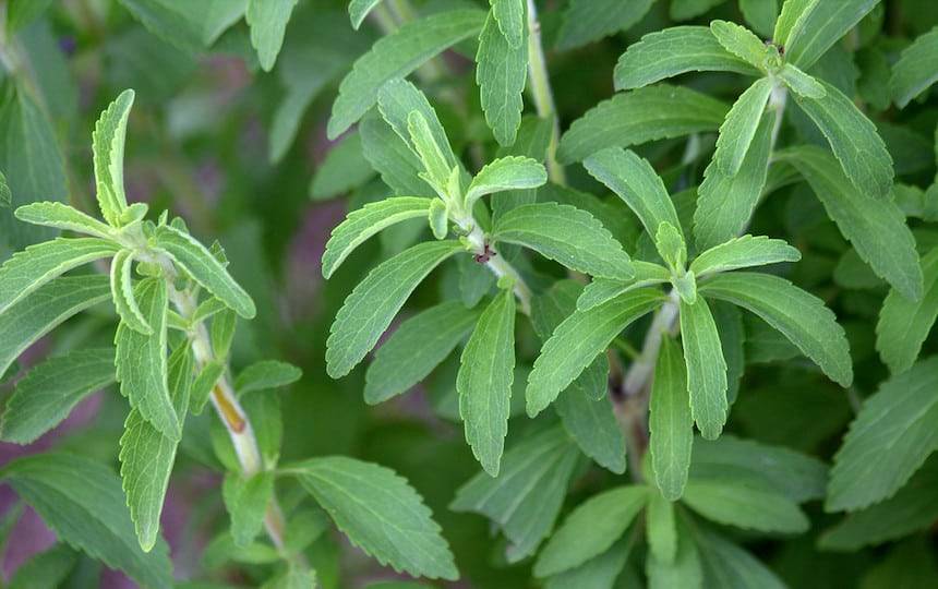 Sugar Alternatives You Can Grow at Home