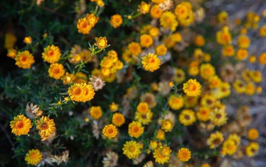 wildflowers