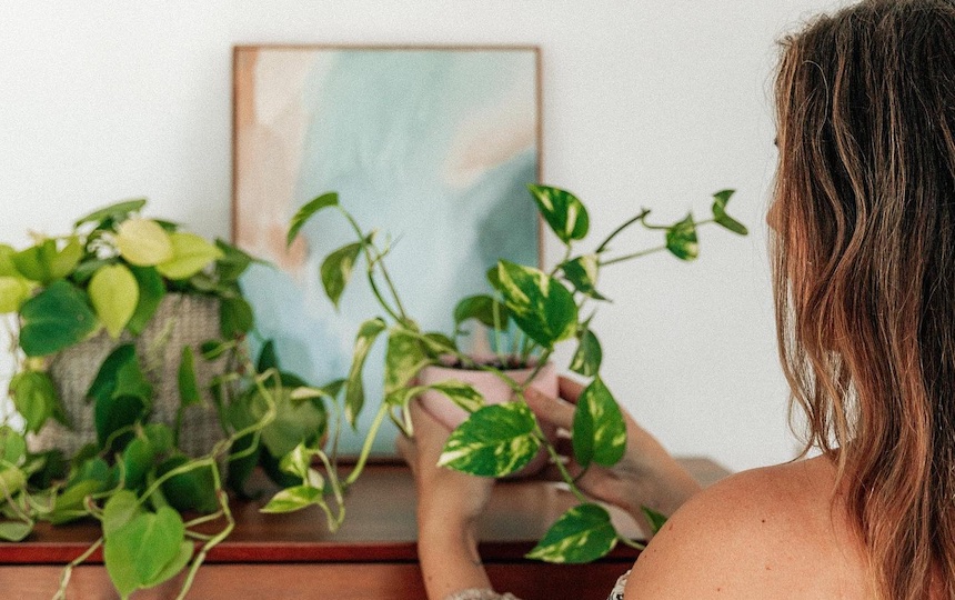 caring for house plants