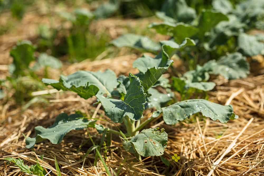 mulching garden bed