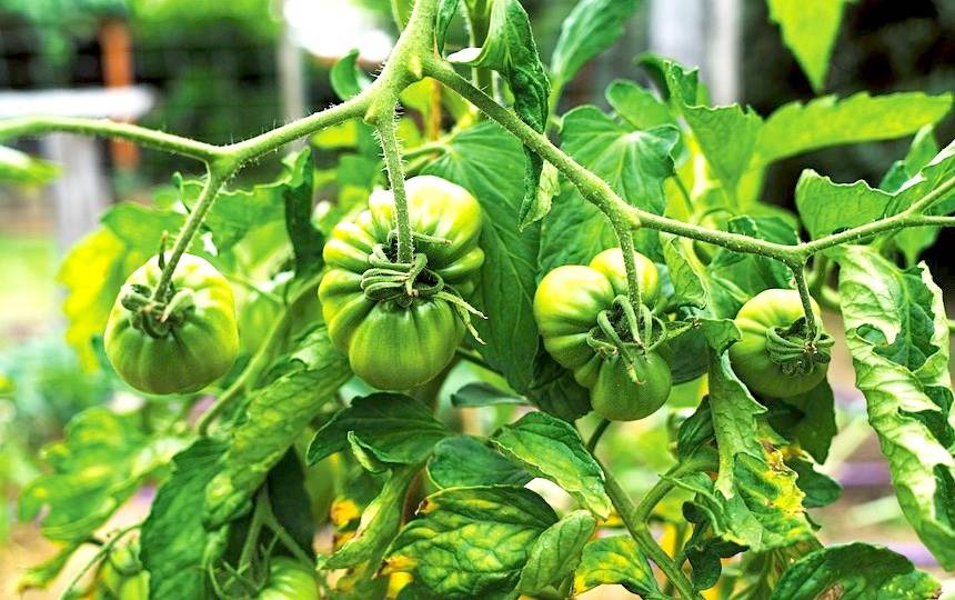 What Kind of Tomatoes Should I Grow?